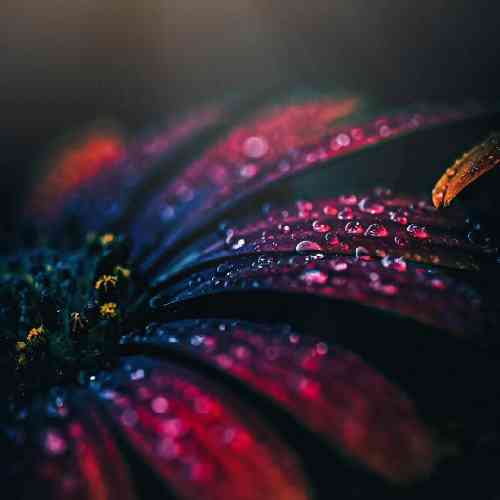 بانه شیروان برو